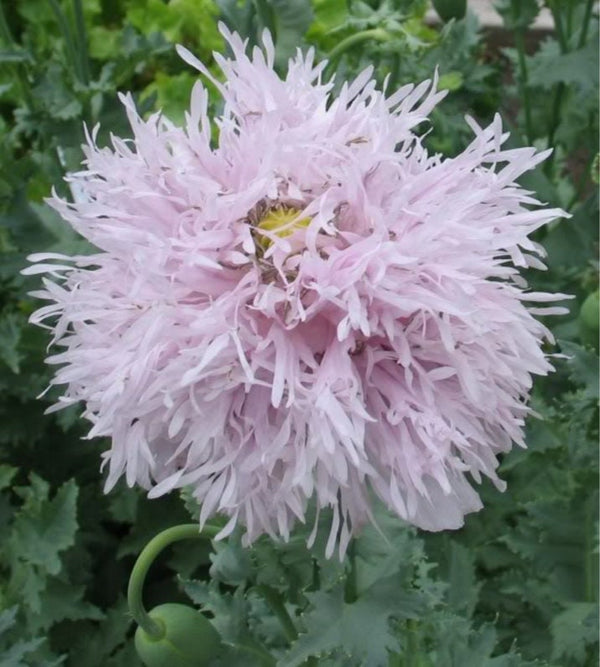 Peony Poppy Mix Seeds - Certified Organic
