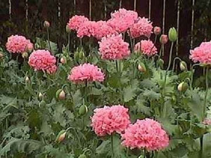 Peony Poppy Mix Seeds - Certified Organic