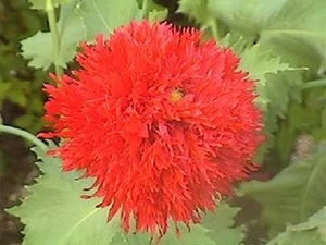Peony Poppy Mix Seeds - Certified Organic