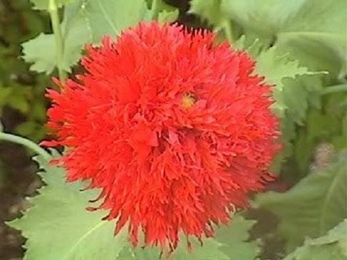 Peony Poppy Mix Seeds - Certified Organic