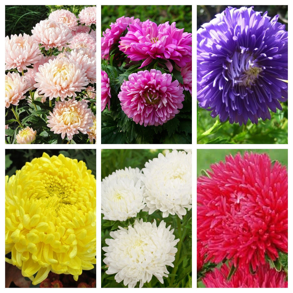 Multicolor Mixed Paeony Aster Seeds
