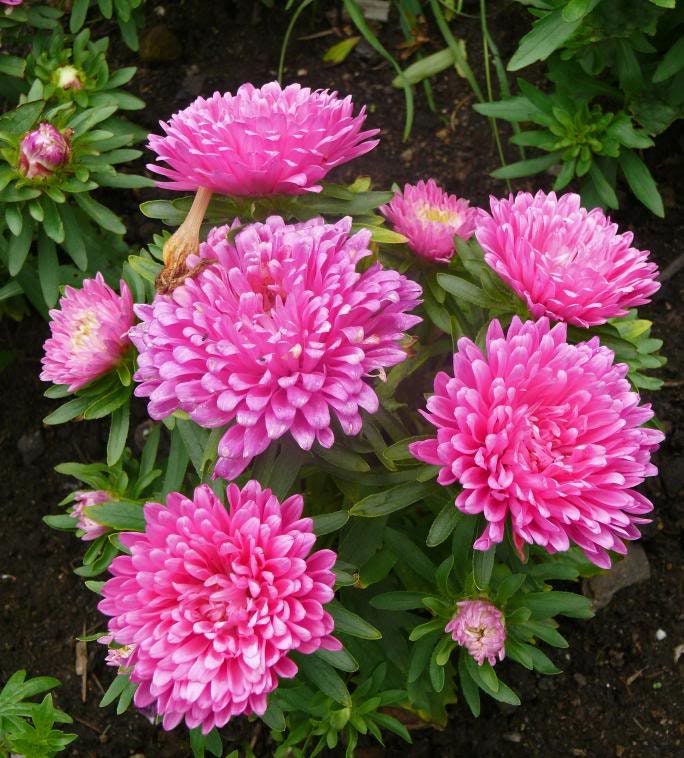 Multicolor Mixed Paeony Aster Seeds