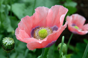 ‘The Giant' Poppy Seeds