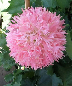 Peony Poppy Mix Seeds - Certified Organic