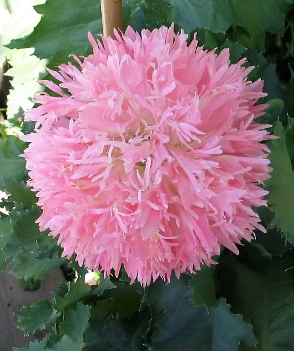 Peony Poppy Mix Seeds - Certified Organic