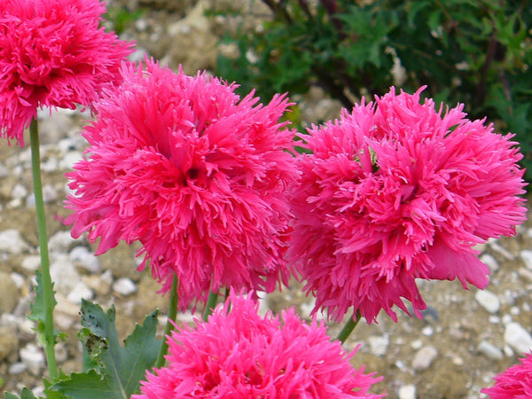 Peony Poppy Mix Seeds - Certified Organic