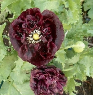 Peony Poppy Mix Seeds - Certified Organic