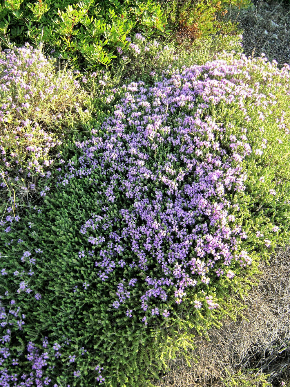 Mediterranean Thyme Seeds