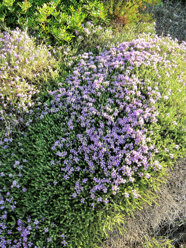 Mediterranean Thyme Seeds