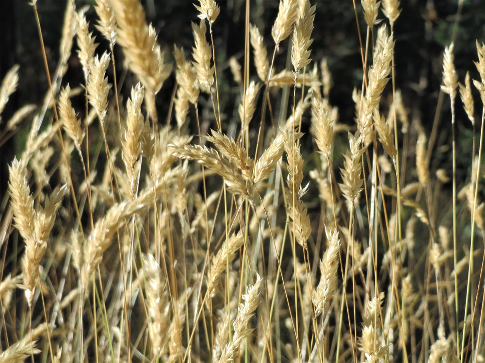 Sweet Vernal Grass Seeds