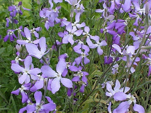 Evening Scented Stock Seeds