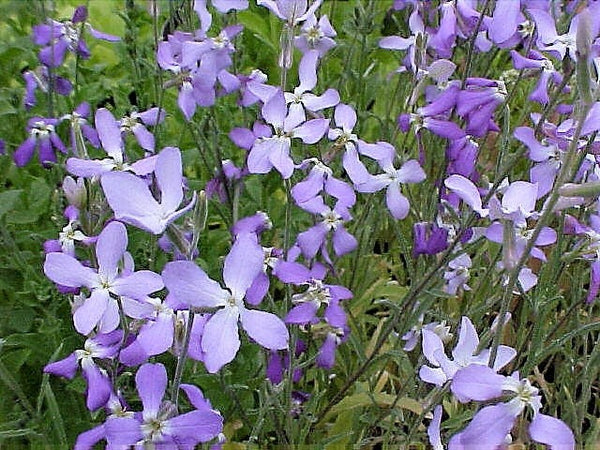 Evening Scented Stock Seeds