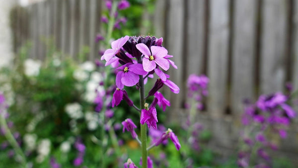 Evening Scented Stock Seeds