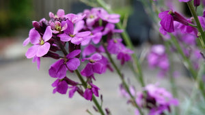 Evening Scented Stock Seeds