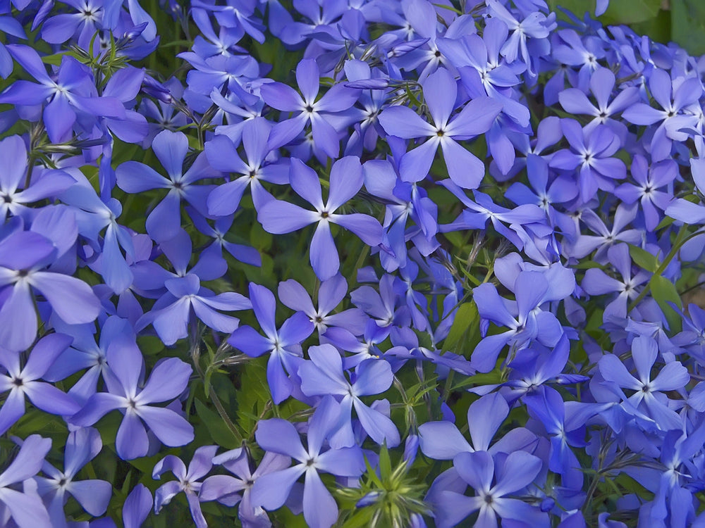 Evening Scented Stock Seeds