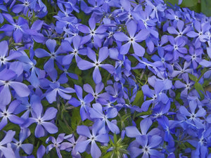 Evening Scented Stock Seeds
