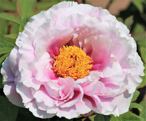 Garden Peony Seeds