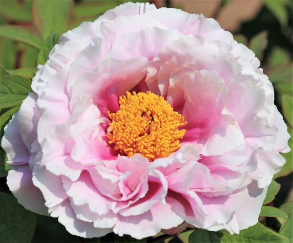 Garden Peony Seeds
