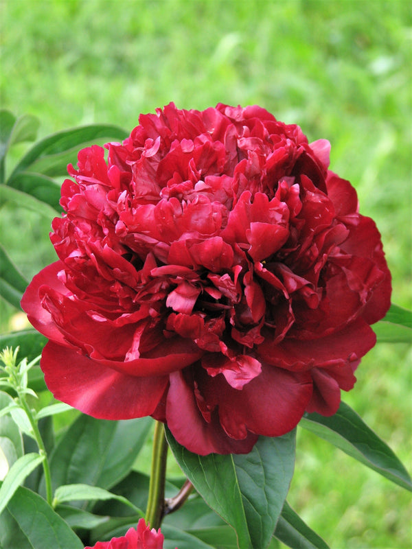 Garden Peony Seeds