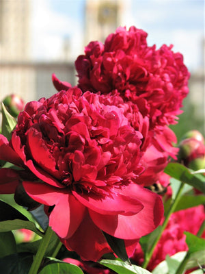 Garden Peony Seeds