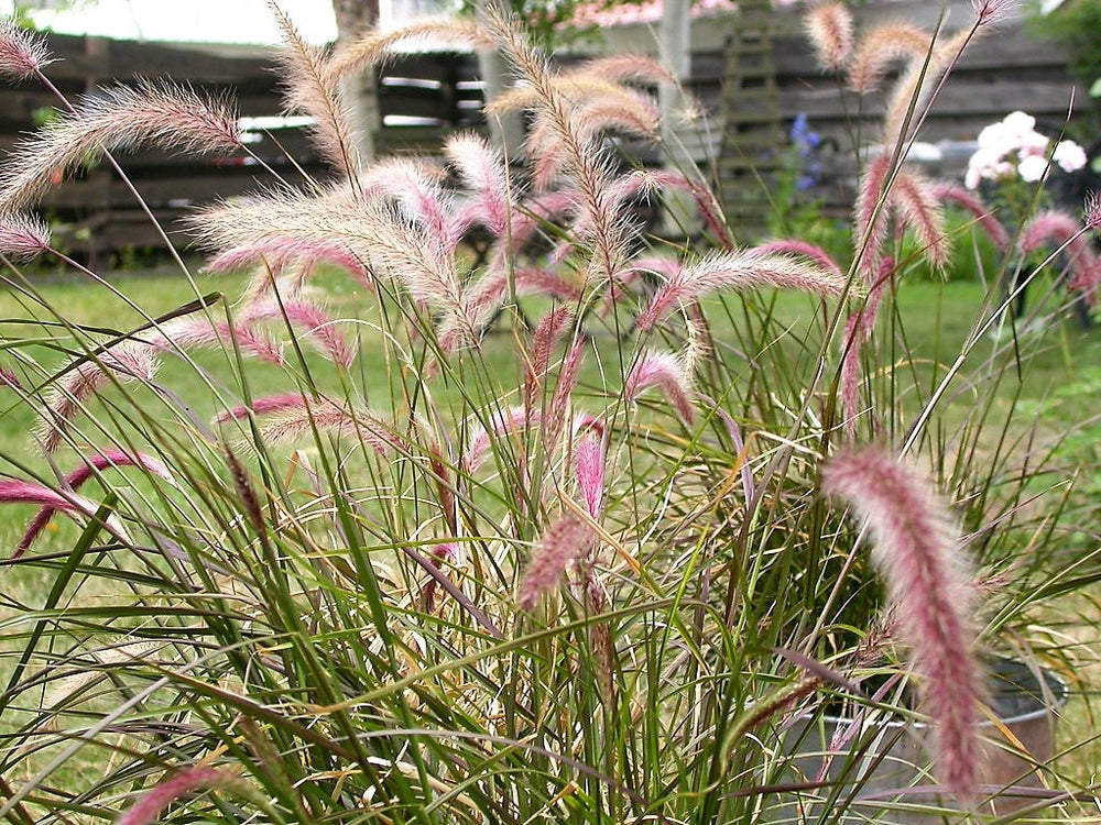 Purple Fountain Grass Seeds