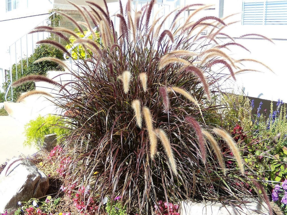 Purple Fountain Grass Seeds