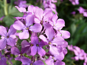Evening Scented Stock Seeds