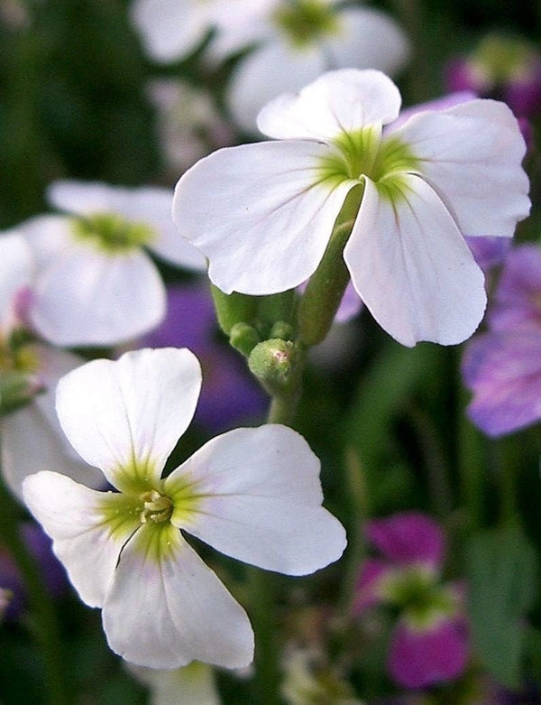 Evening Scented Stock Seeds