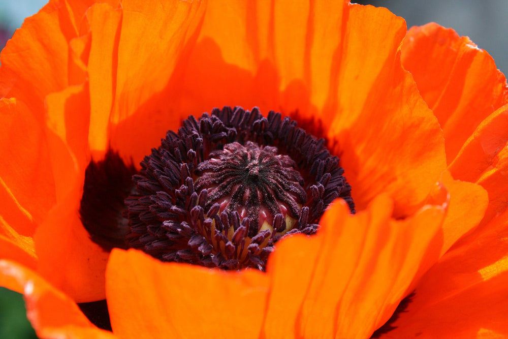 Prince of Orange Oriental Poppy Seeds