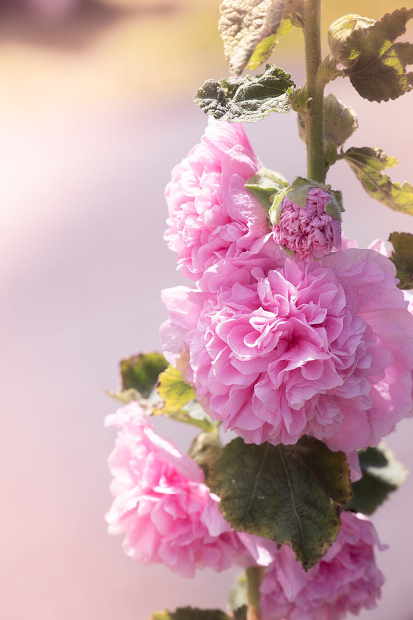 Majorette Hollyhock Seeds - Mixed Colors, Dwarf Double