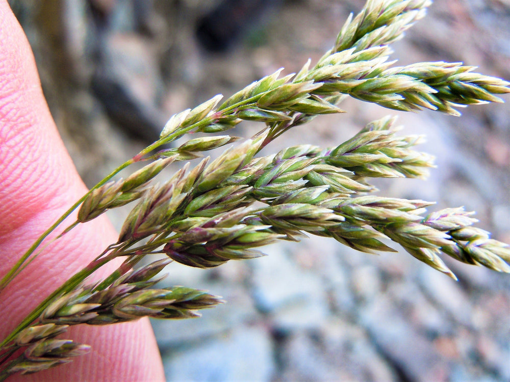 Muttongrass Seeds