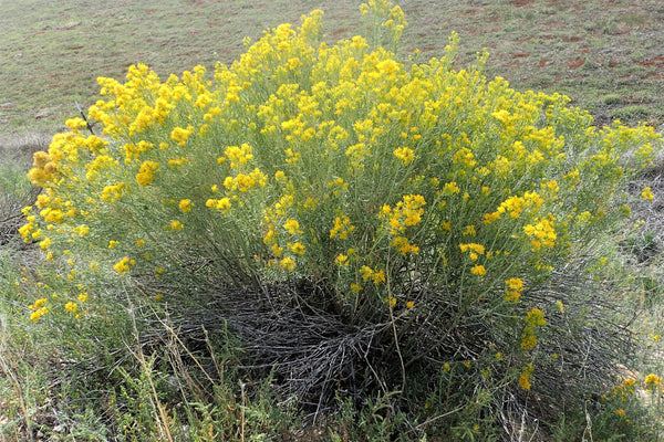 Rubber Rabbitbrush Seeds