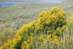 Rubber Rabbitbrush Seeds