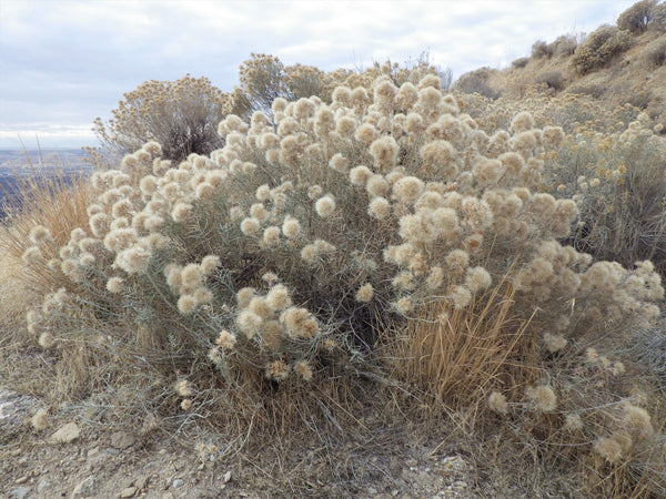 Rubber Rabbitbrush Seeds