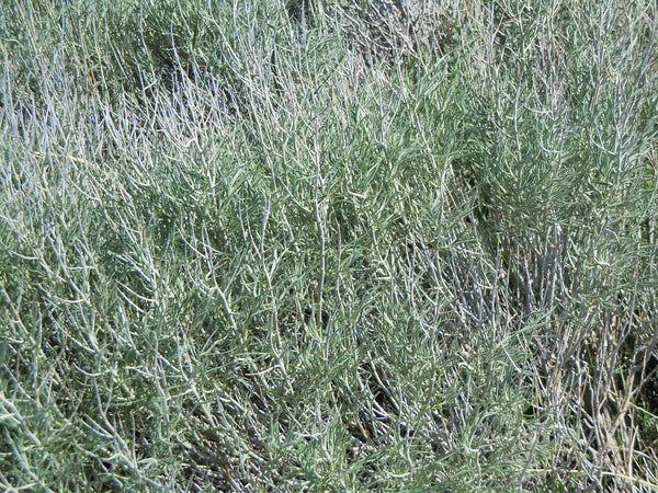 Rubber Rabbitbrush Seeds