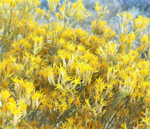 Rubber Rabbitbrush Seeds