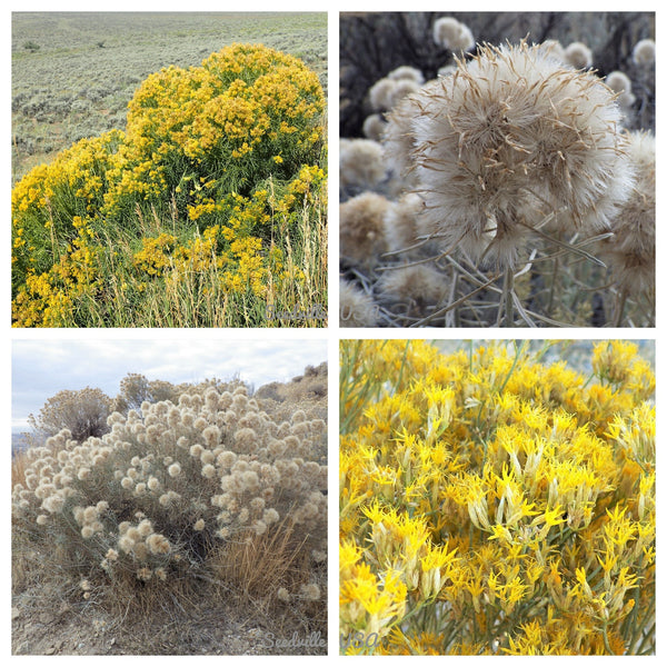 Rubber Rabbitbrush Seeds
