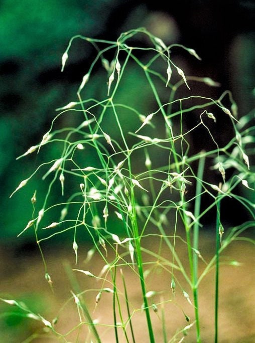 Indian Ricegrass 'Nezpar' Seeds