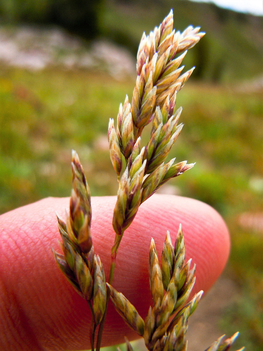 Muttongrass Seeds