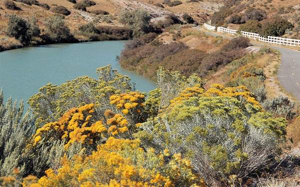 Rubber Rabbitbrush Seeds