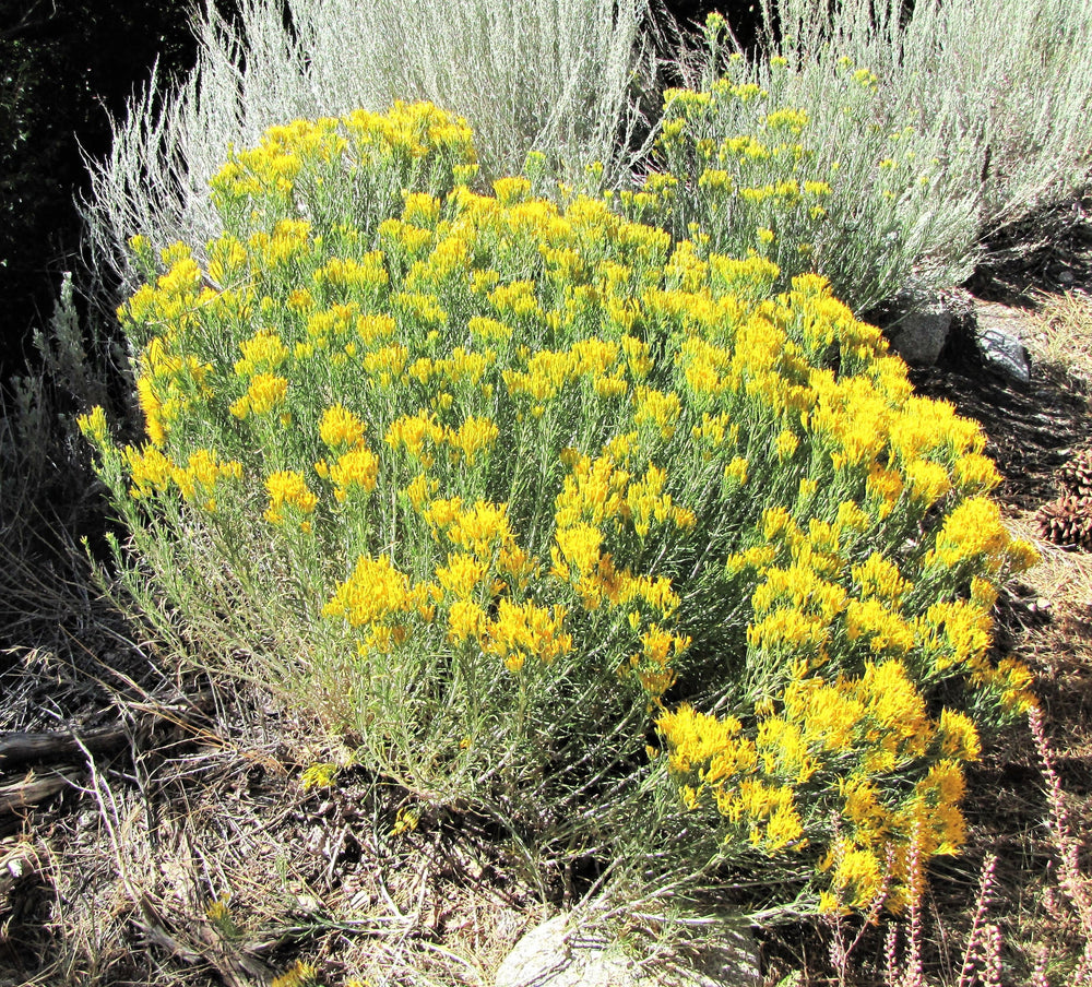 Rubber Rabbitbrush Seeds