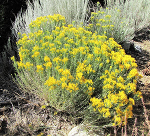 Rubber Rabbitbrush Seeds