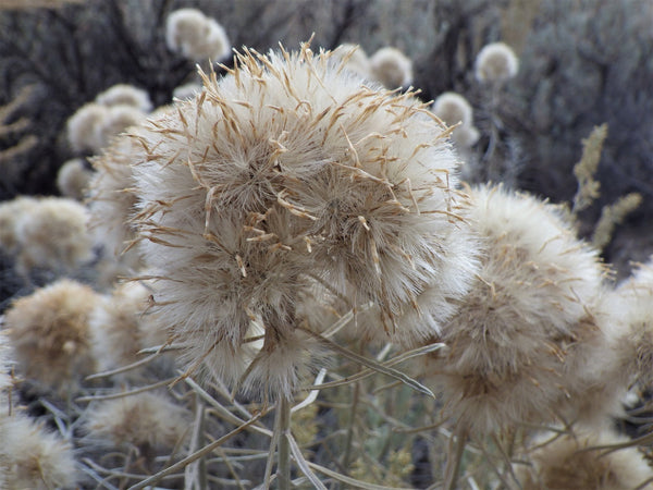 Rubber Rabbitbrush Seeds