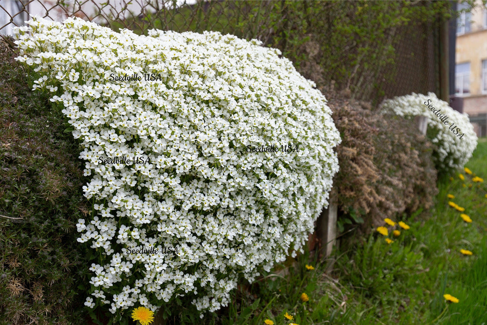 Alpine Rockcress Seeds