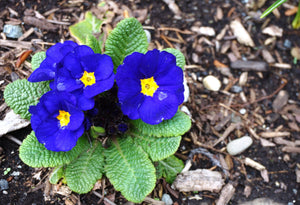 Accord Blue English Primrose Seeds