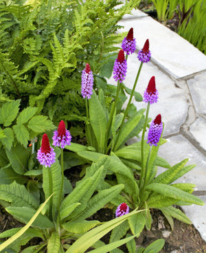 Orchid Primrose Seeds