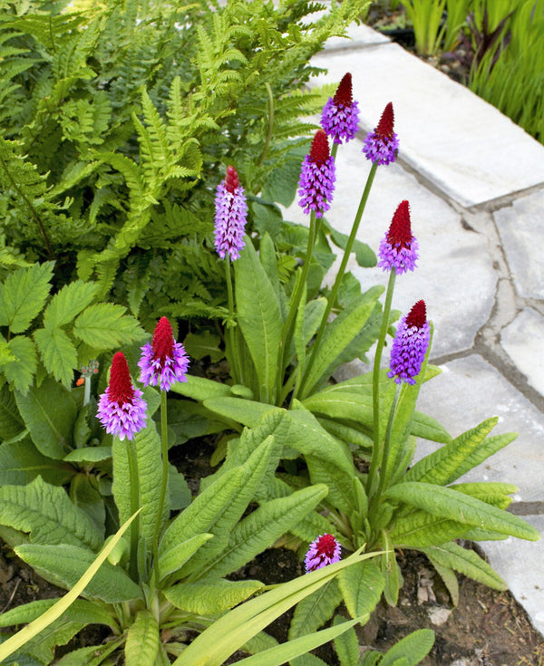 Orchid Primrose Seeds