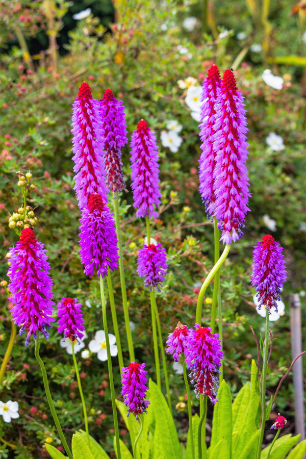 Orchid Primrose Seeds