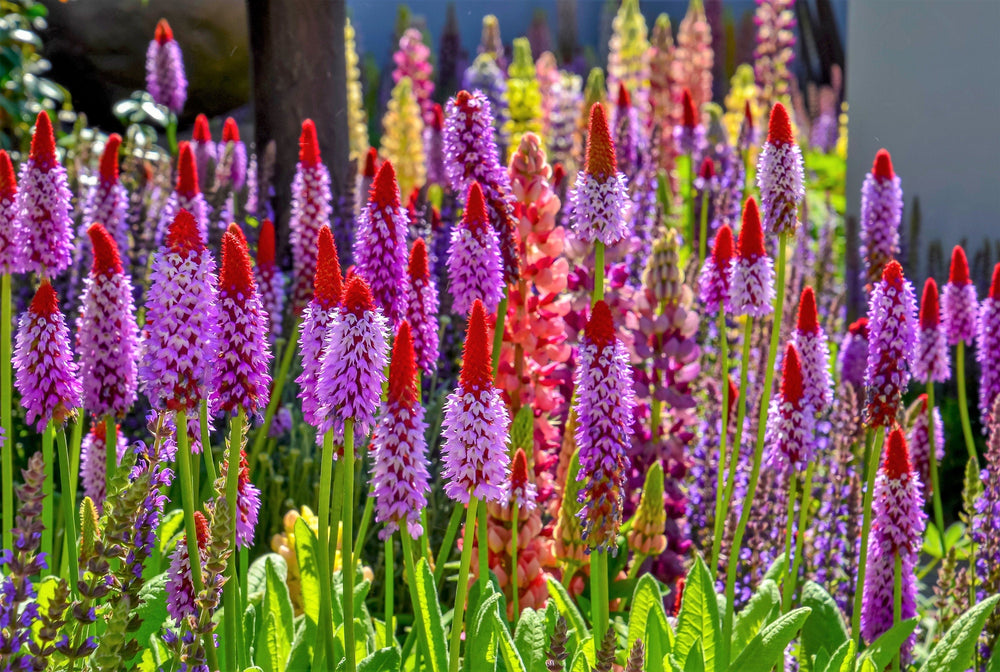 Orchid Primrose Seeds