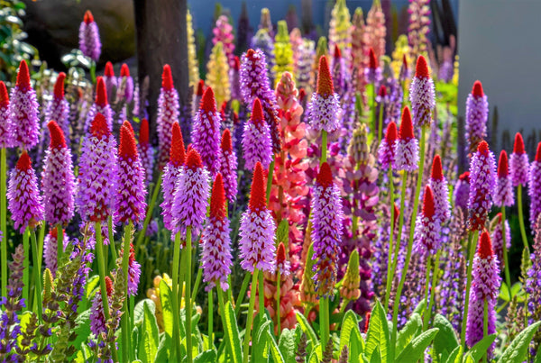Orchid Primrose Seeds